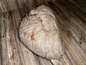 Wasp Nest, Paper Wasp, Bee Hive with Branches, Approximately 13 Inches Tall by 9 Inches Wide and 8 Inches High