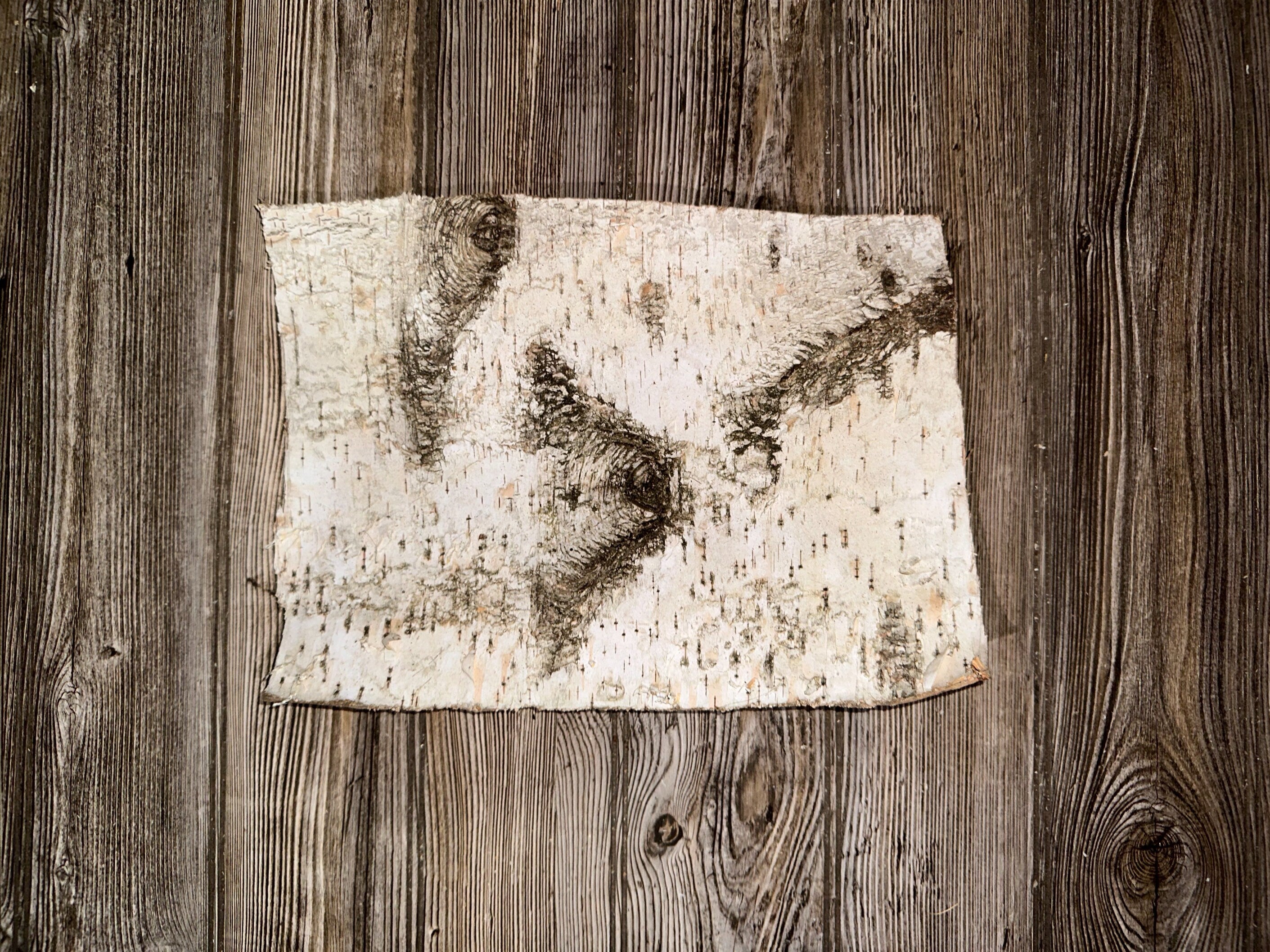 White Birch Bark, Approximately 13 by 9.5 Inches