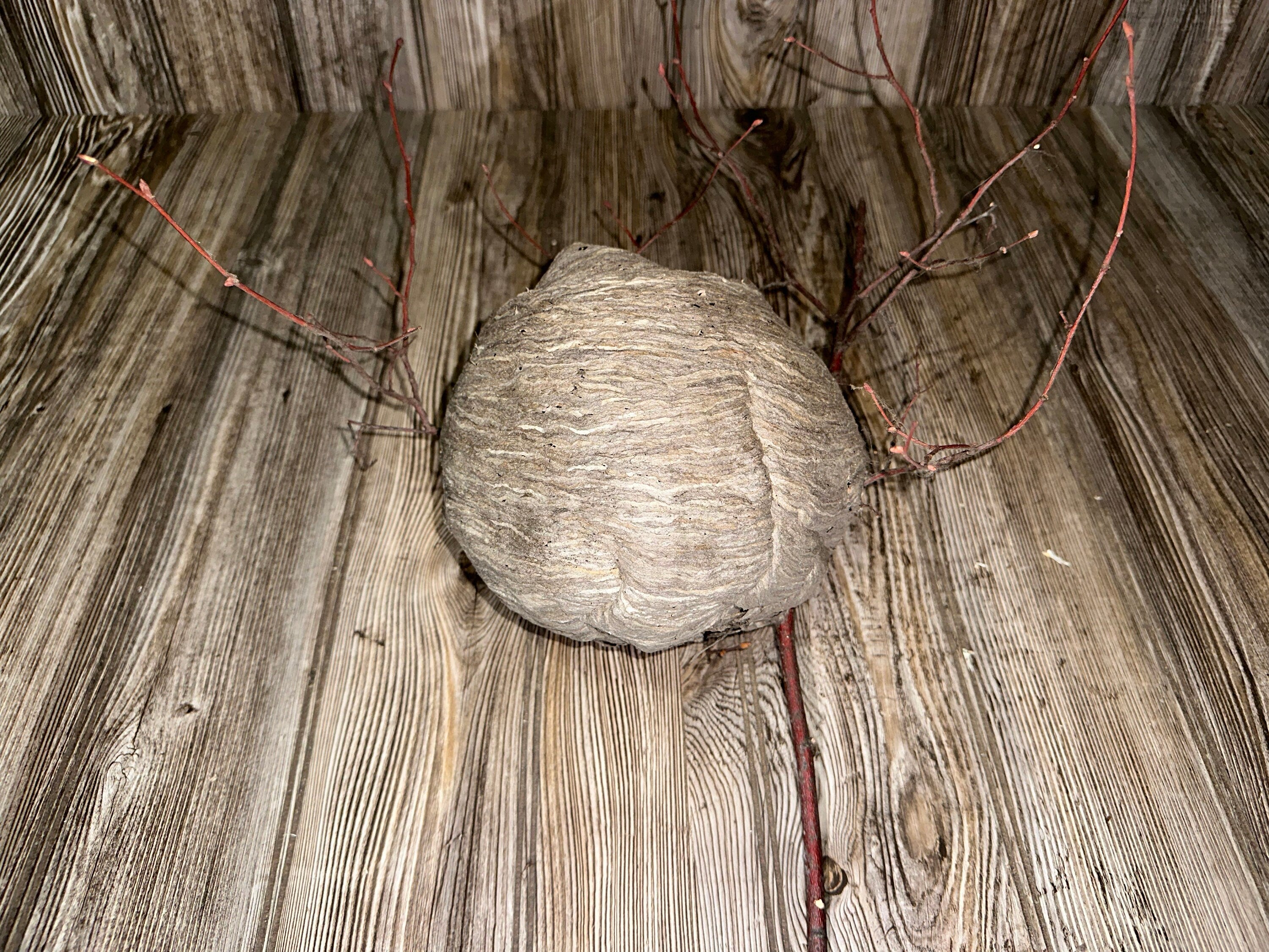 Wasp Nest, Paper Wasp, Bee Hive with Branches, Bees Nest Approximately 7 Inches Tall by 7 Inches Wide and 6 Inches High