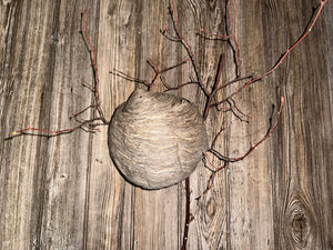 Wasp Nest, Paper Wasp, Bee Hive with Branches, Bees Nest Approximately 7 Inches Tall by 7 Inches Wide and 6 Inches High