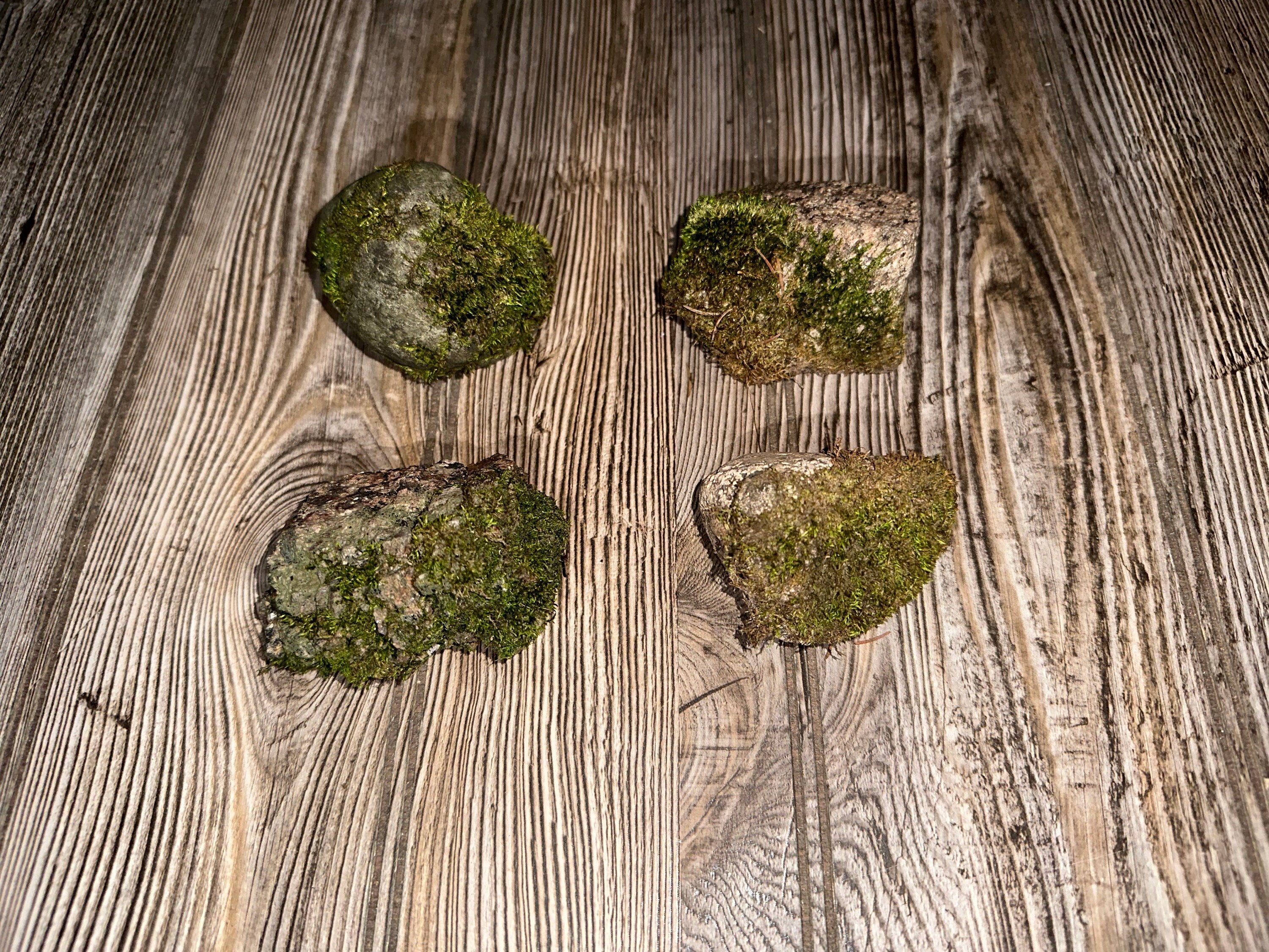Four Mossy Rocks, Live Moss Covered Stones, About 2-3 Inches in Size