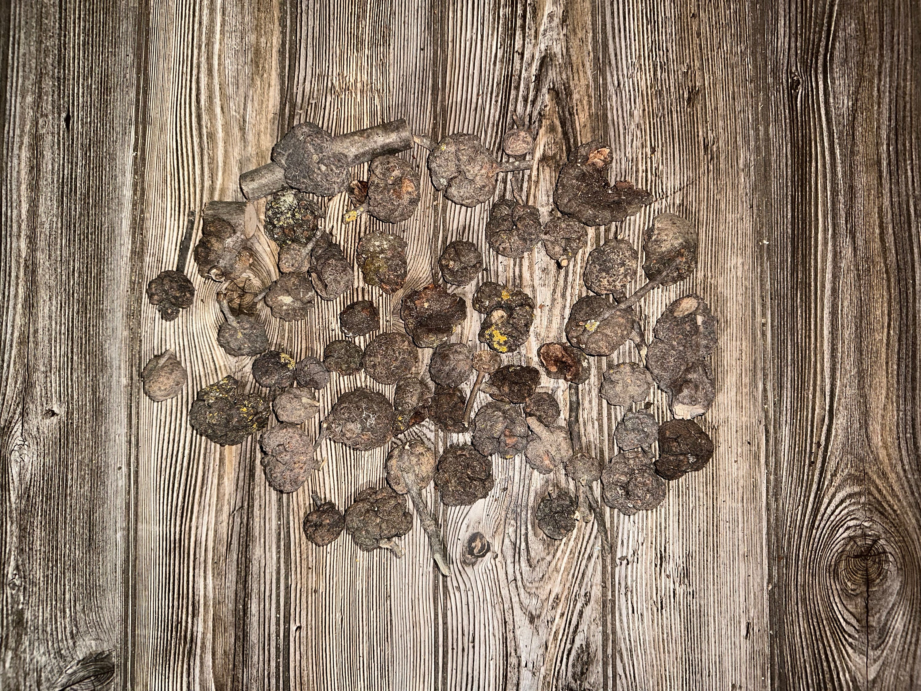 Burl, One Pound of Baby Burls, Lengths and Widths of the Burl and Branch Vary on Each