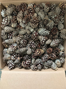 Jack Pine Cone Seconds, Grey Pine, 8 Pounds