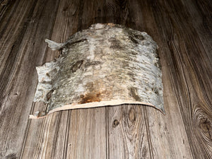 White Birch Bark Sheet, Approximately 16 by 12 Inches