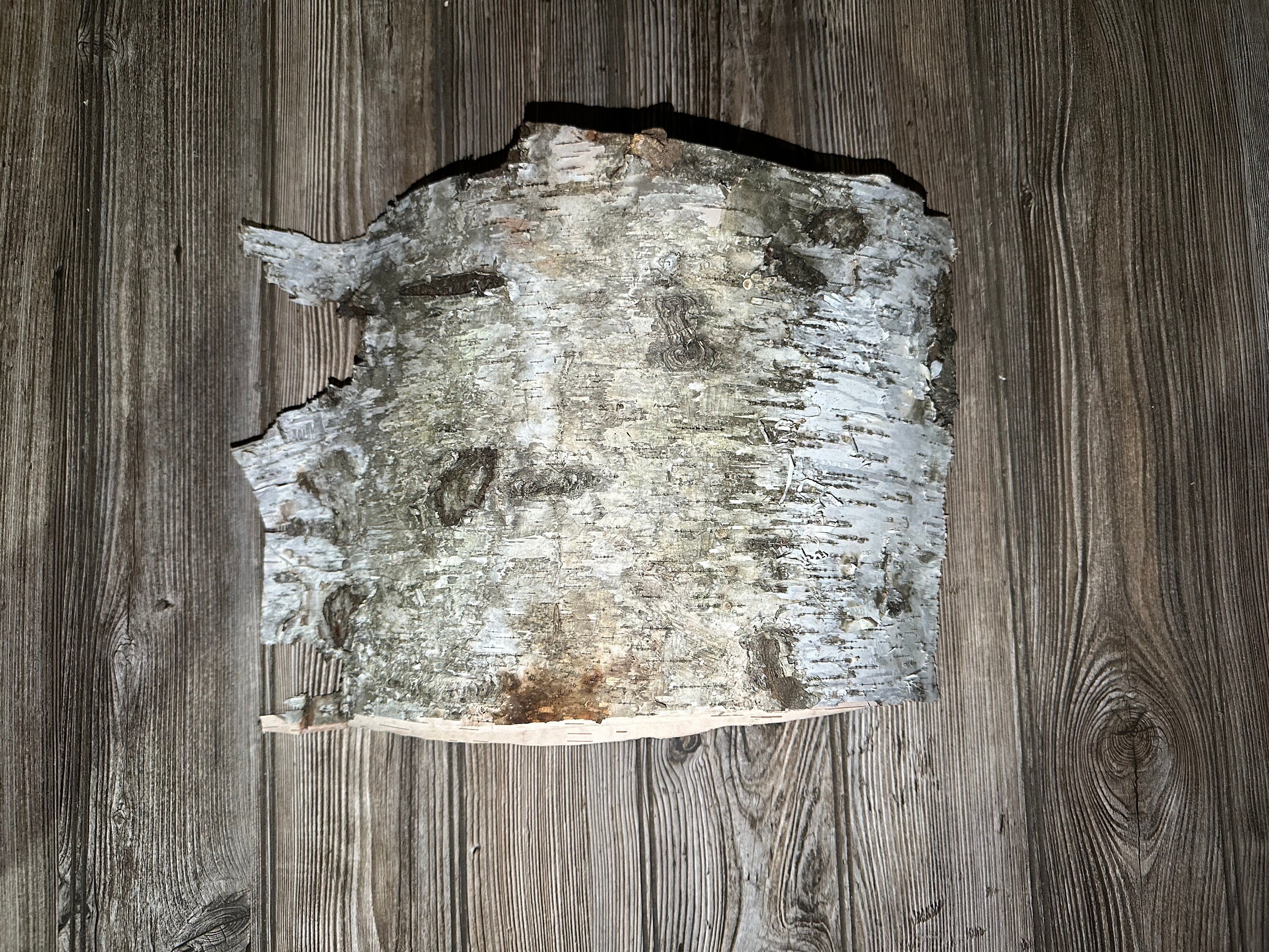 White Birch Bark Sheet, Approximately 16 by 12 Inches