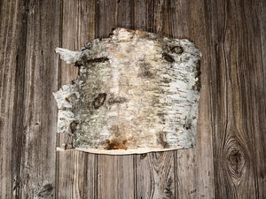 White Birch Bark Sheet, Approximately 16 by 12 Inches