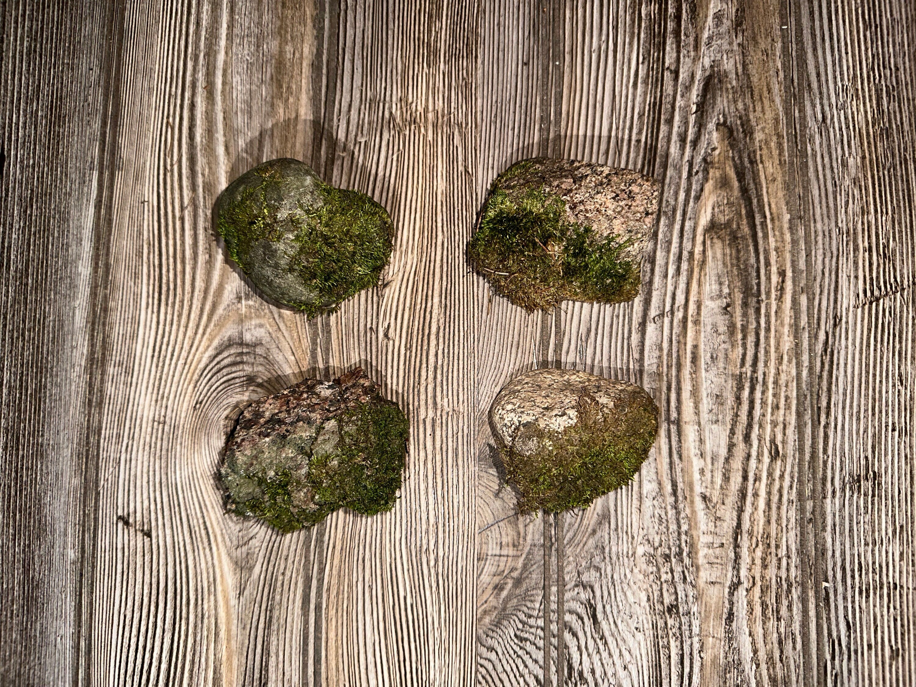Four Mossy Rocks, Live Moss Covered Stones, About 2-3 Inches in Size