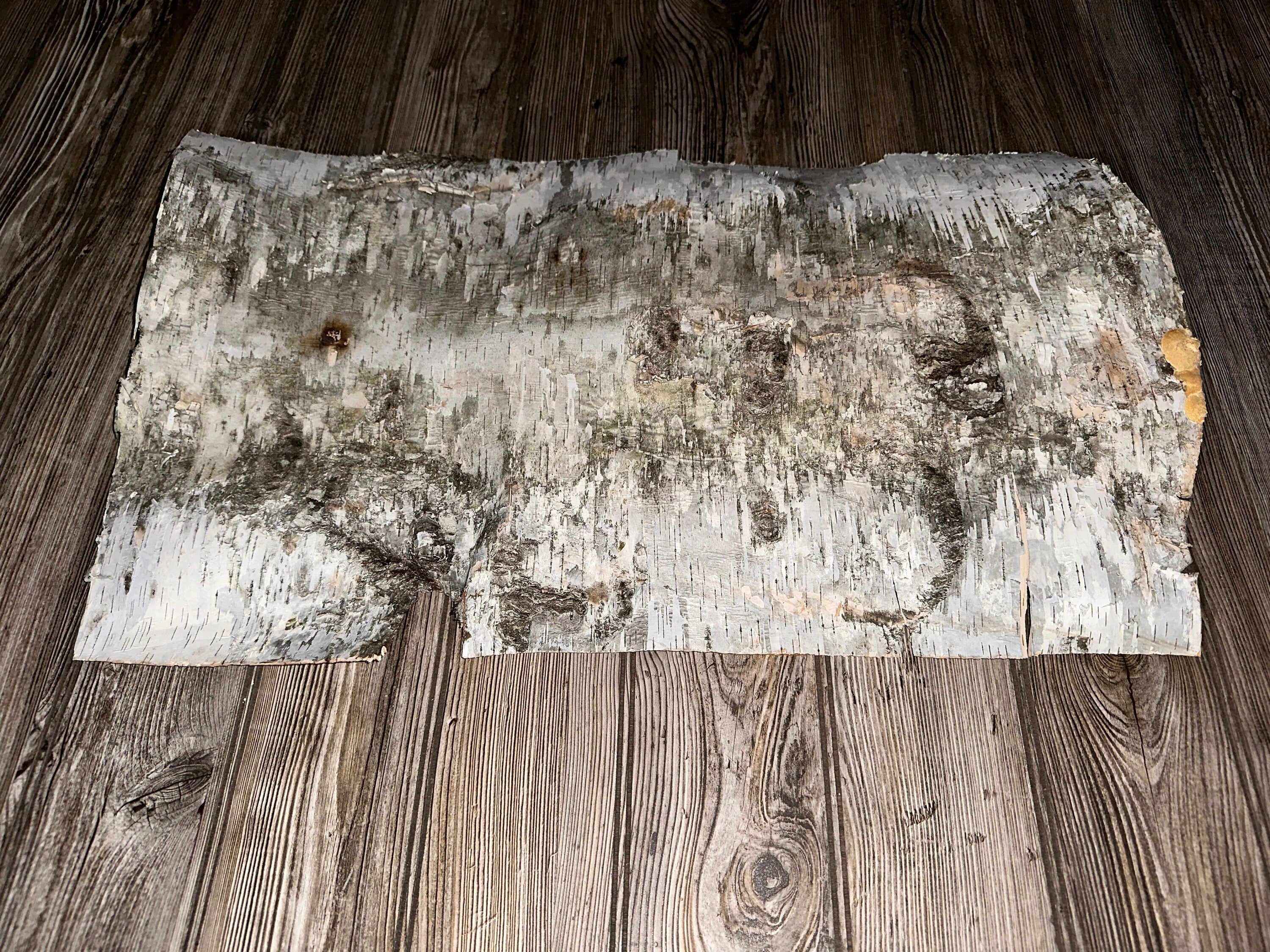 White Birch Bark, Approximately 24.5 Inches x 15 Inches