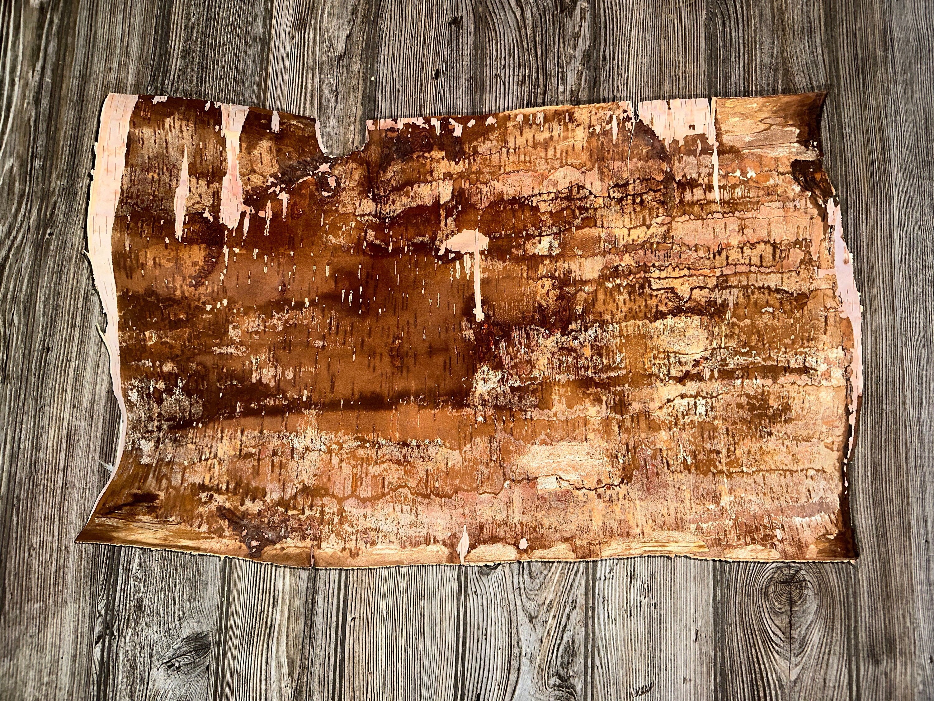 White Birch Bark, Approximately 24.5 Inches x 15 Inches