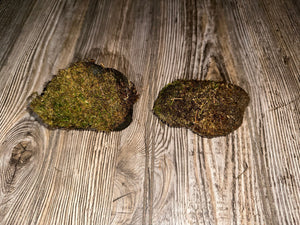 Two Live Moss Covered Rocks, Real Moss, Approximately 3.5-4 Inches in Size