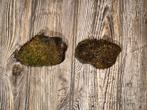 Two Live Moss Covered Rocks, Real Moss, Approximately 3.5-4 Inches in Size