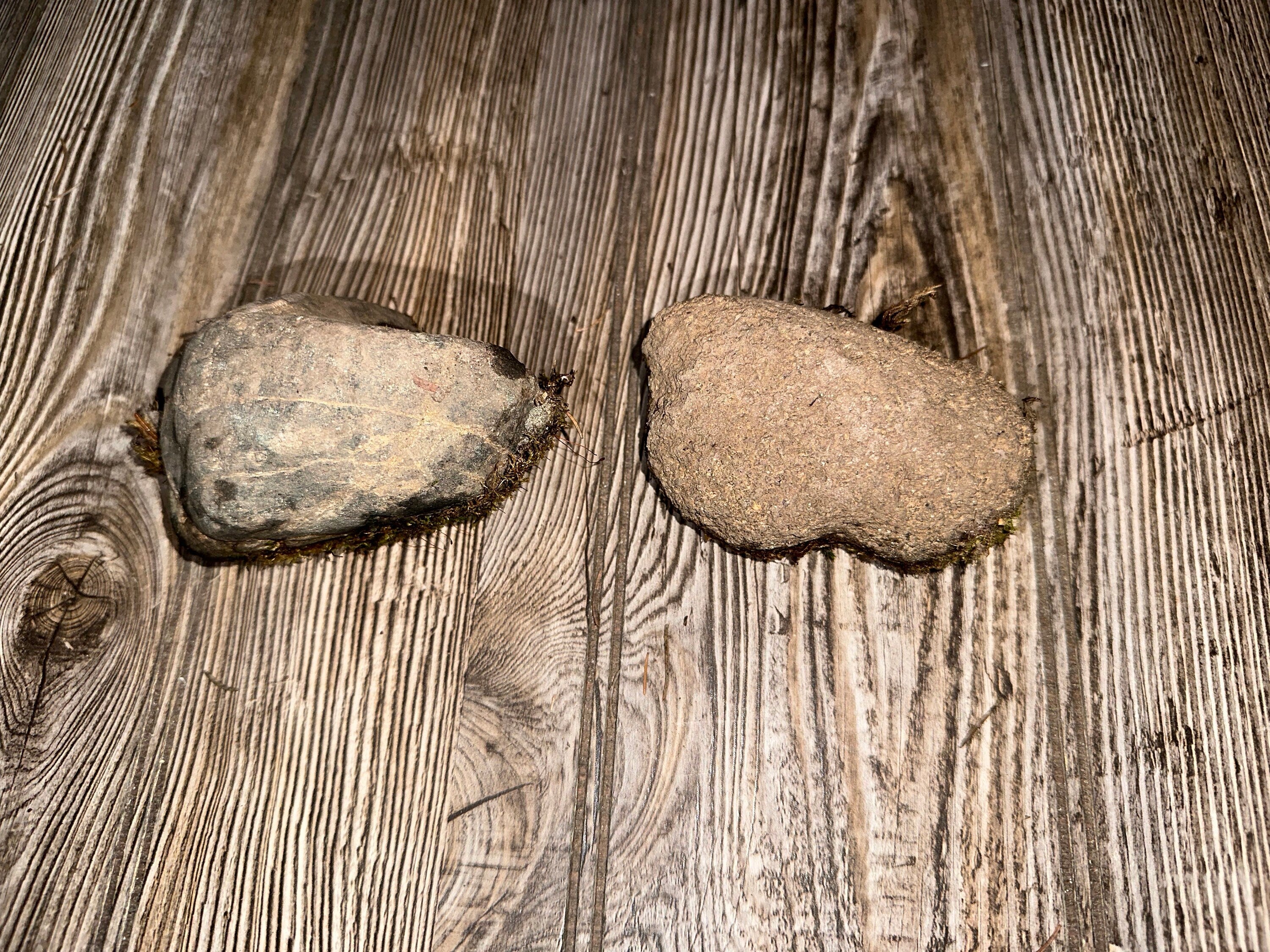 Two Live Moss Covered Rocks, Real Moss, Approximately 3.5-4 Inches in Size