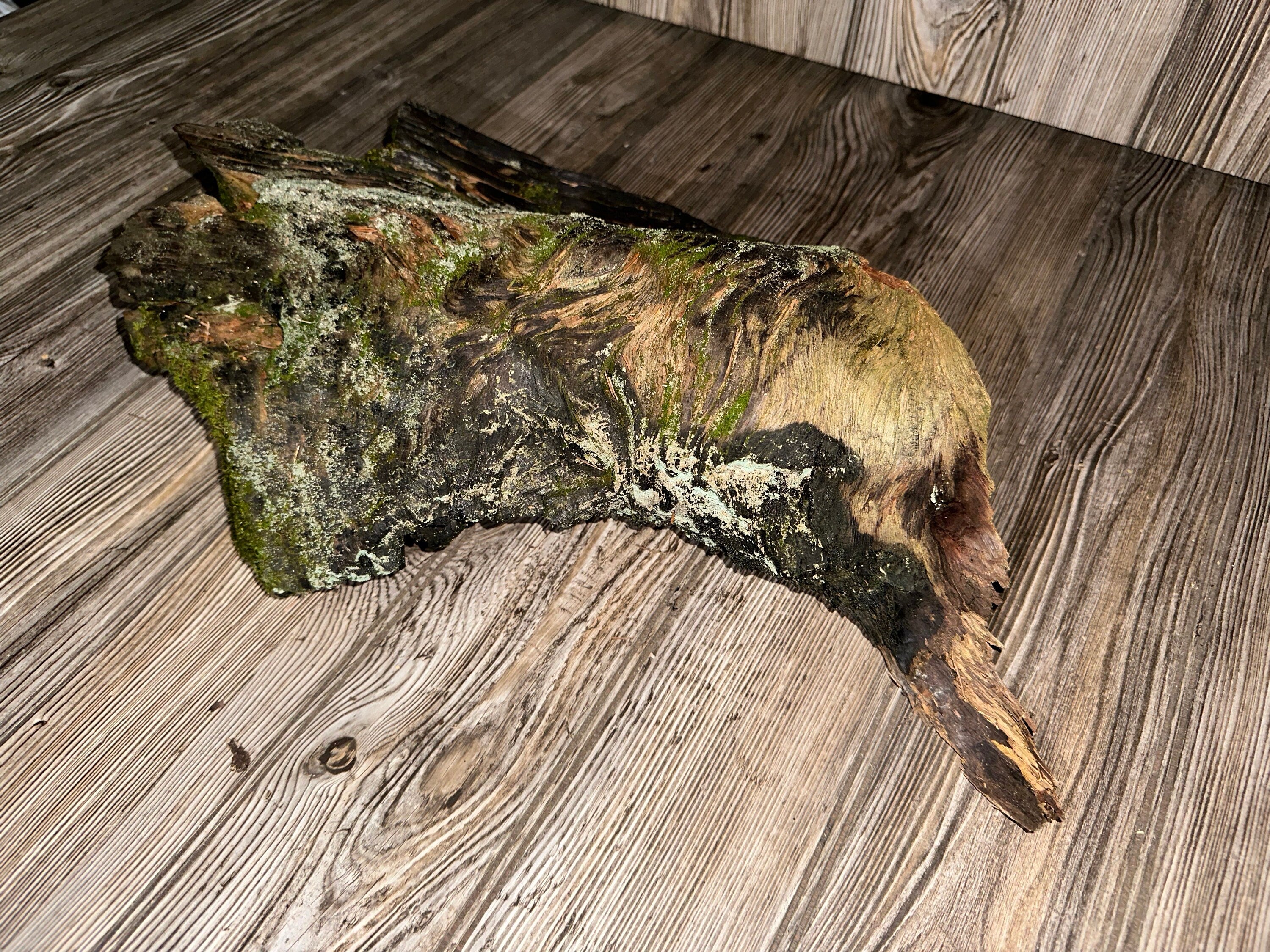 Moss Driftwood, Mossy Driftwood, 19 Inches Long by 11 Inches Wide and 5.5 Inches High