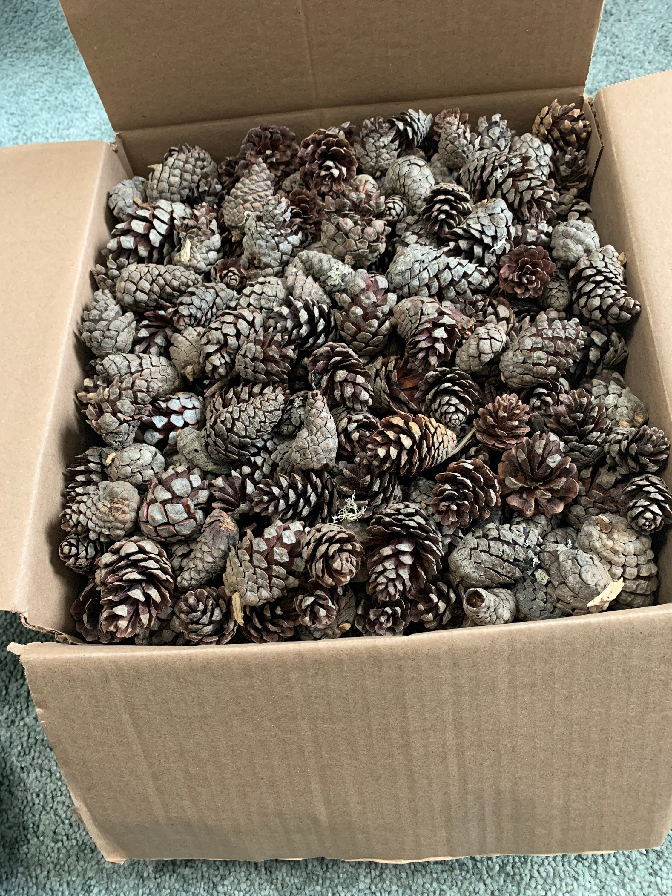 Jack Pine Cone Seconds, Grey Pine, 8 Pounds