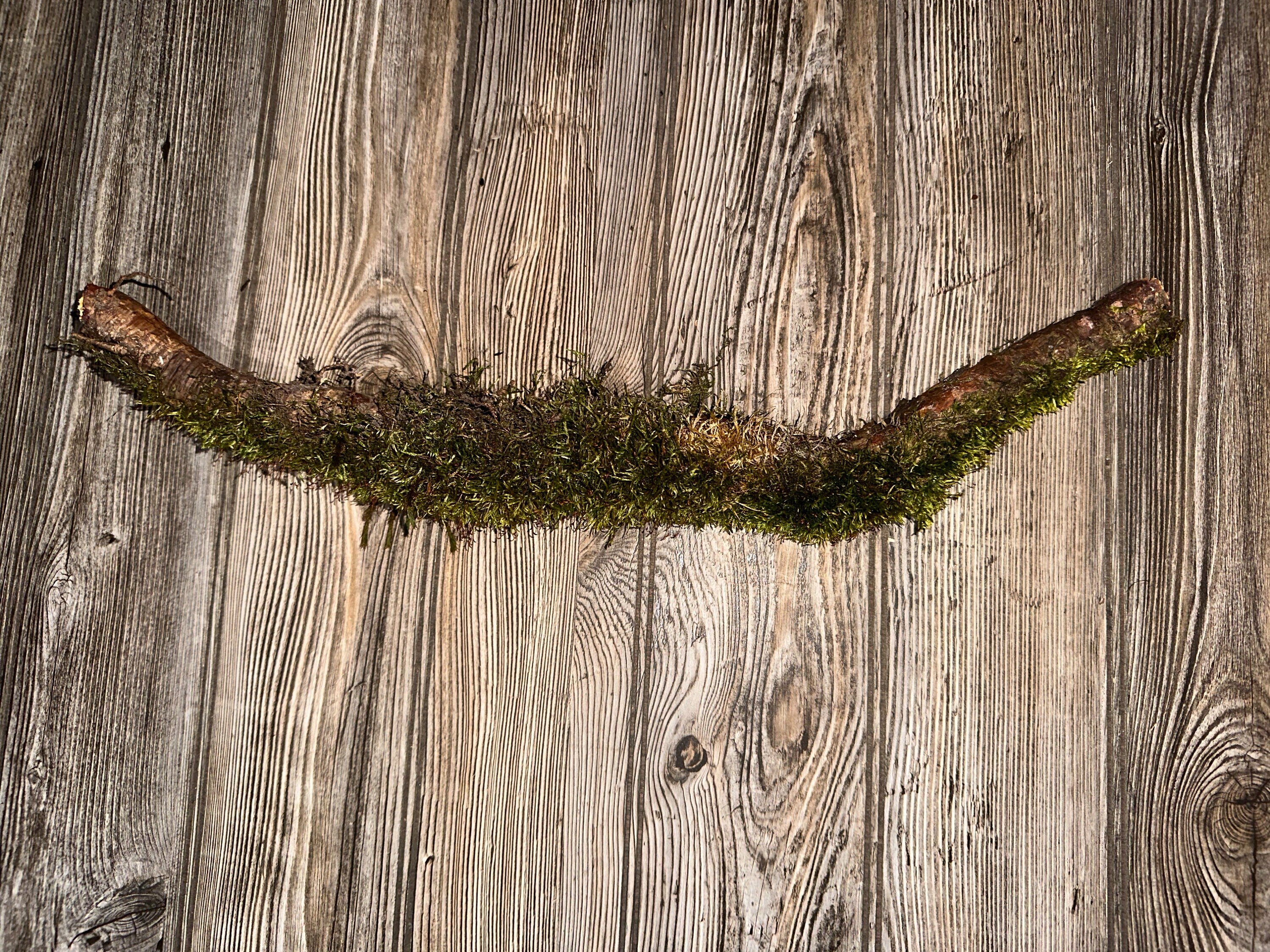 Moss Covered Log, Mossy Log, 18 Inches Long by 2 Inches Wide and 2 Inches High