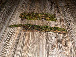 Two Mossy Sticks, Moss Sticks, Approximately 11 Inches x 1.5 inches x 1 Inch in Size