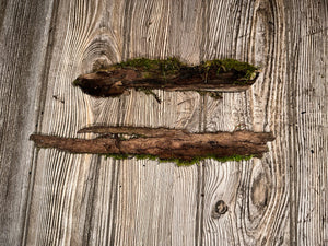 Two Mossy Sticks, Moss Sticks, Approximately 11 Inches x 1.5 inches x 1 Inch in Size