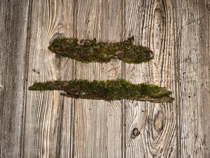 Two Mossy Sticks, Moss Sticks, Approximately 11 Inches x 1.5 inches x 1 Inch in Size