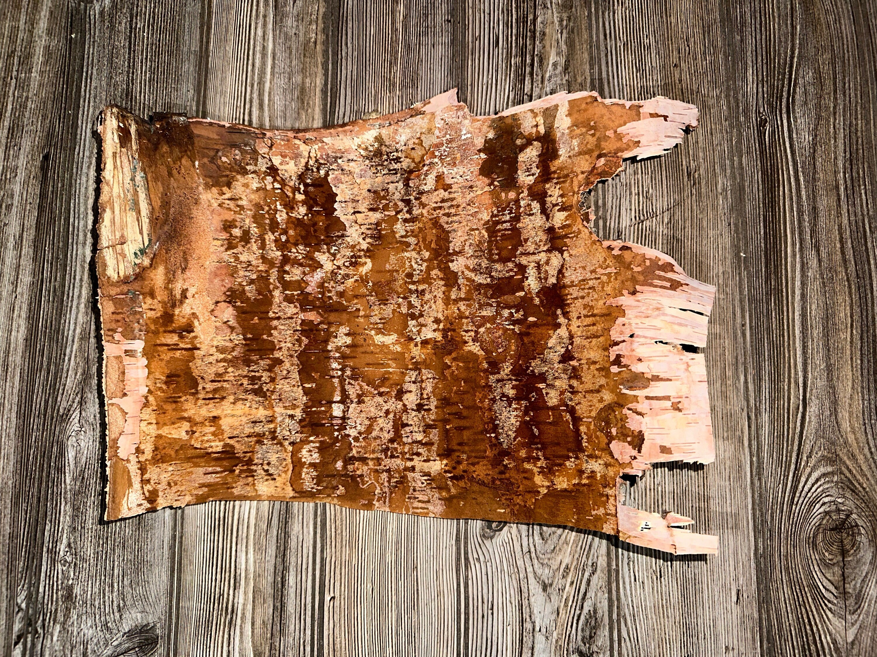 White Birch Bark Sheet, Approximately 16 by 12 Inches