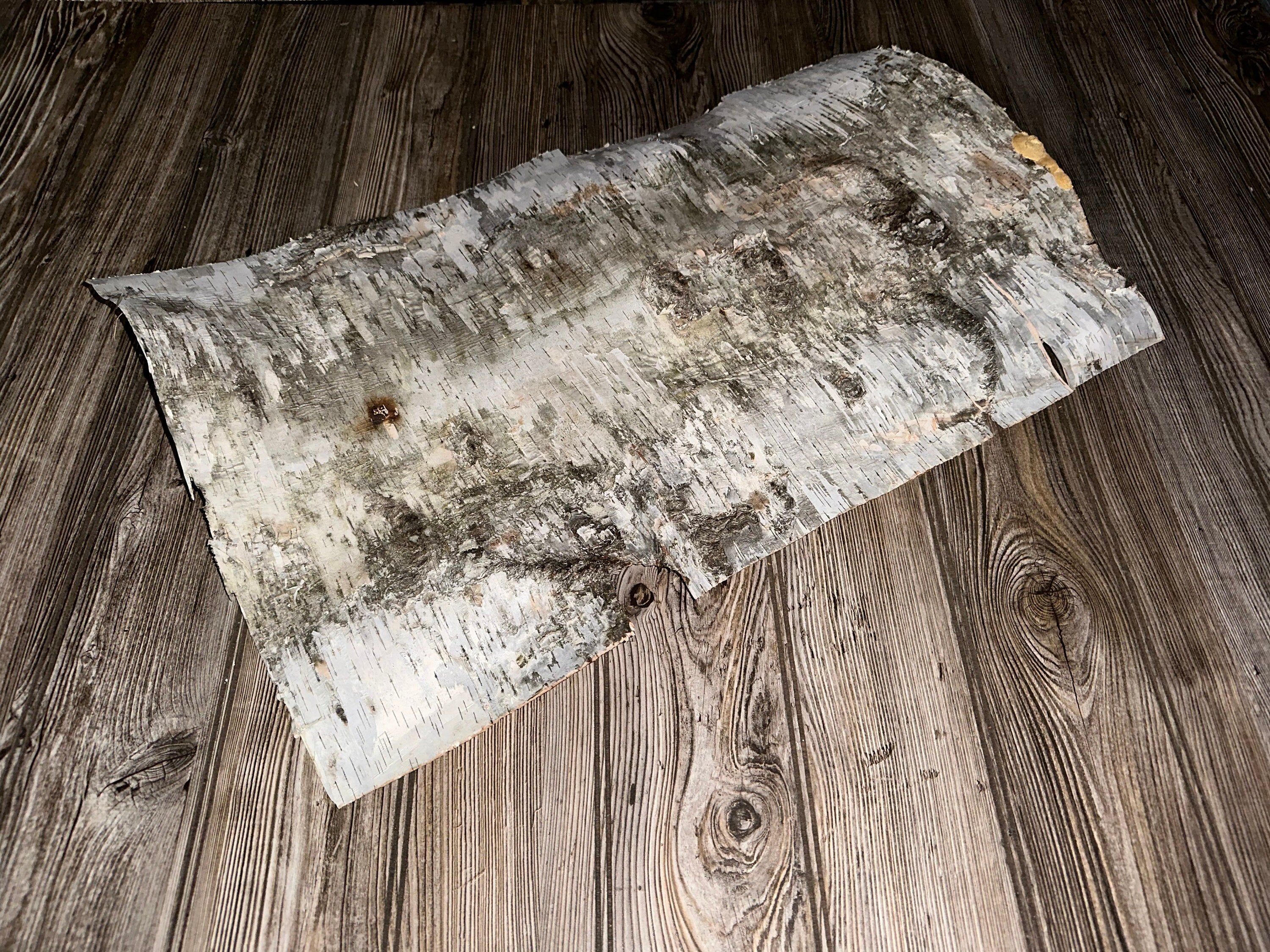 White Birch Bark, Approximately 24.5 Inches x 15 Inches