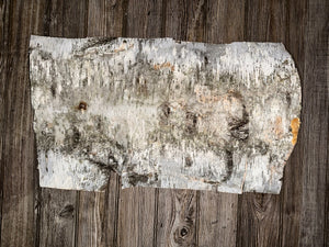 White Birch Bark, Approximately 24.5 Inches x 15 Inches