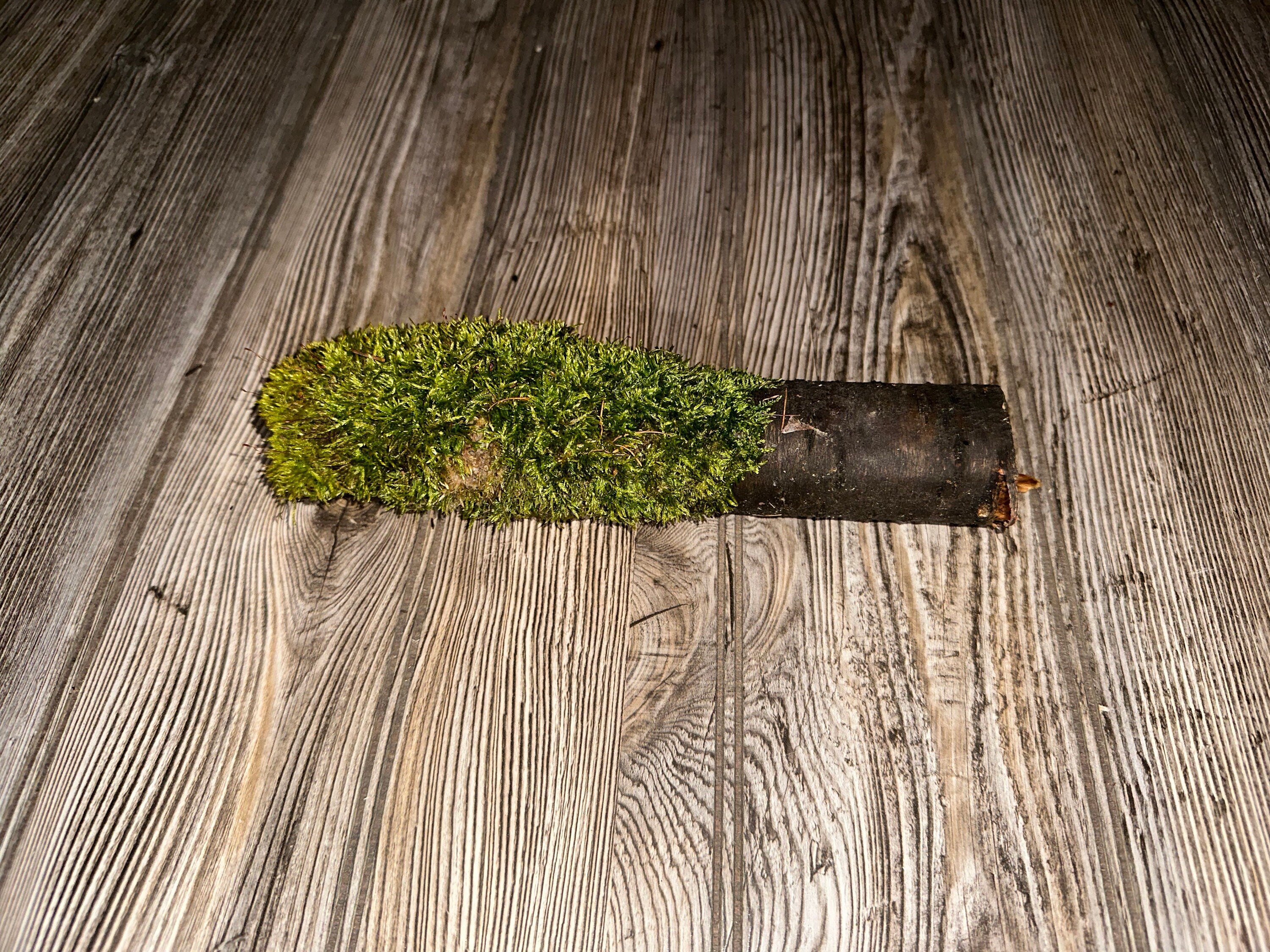 Moss Covered Log, Mossy Log, 9.5 Inches Long by 2 Inches Wide and 2 Inches High