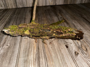 Moss Covered Log, Mossy Log, 13 Inches Long by 7 Inches Wide and 7 Inches High