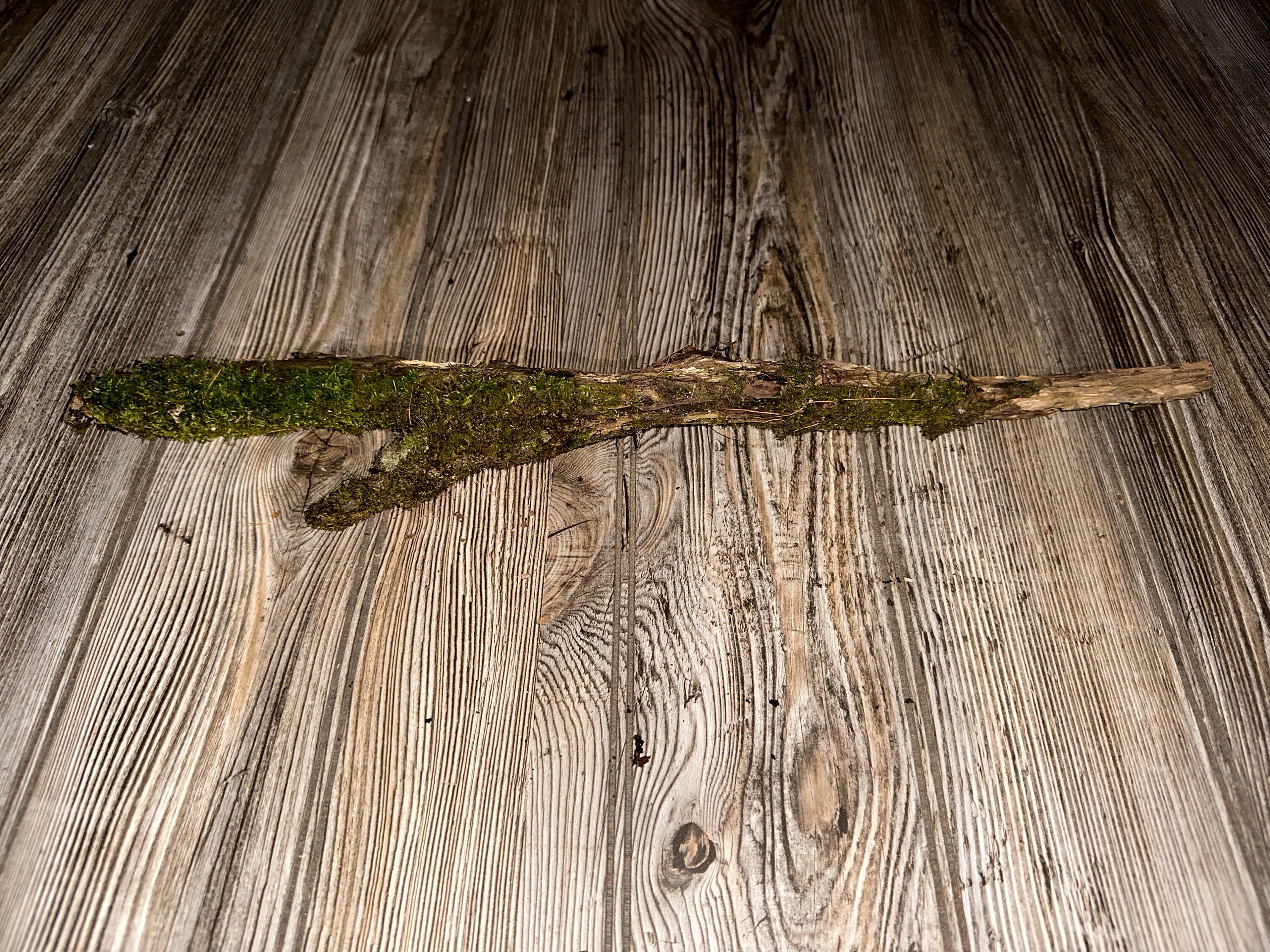 Moss Covered Log, Mossy Log, 19 Inches Long by 3 Inches Wide and 1 Inch High