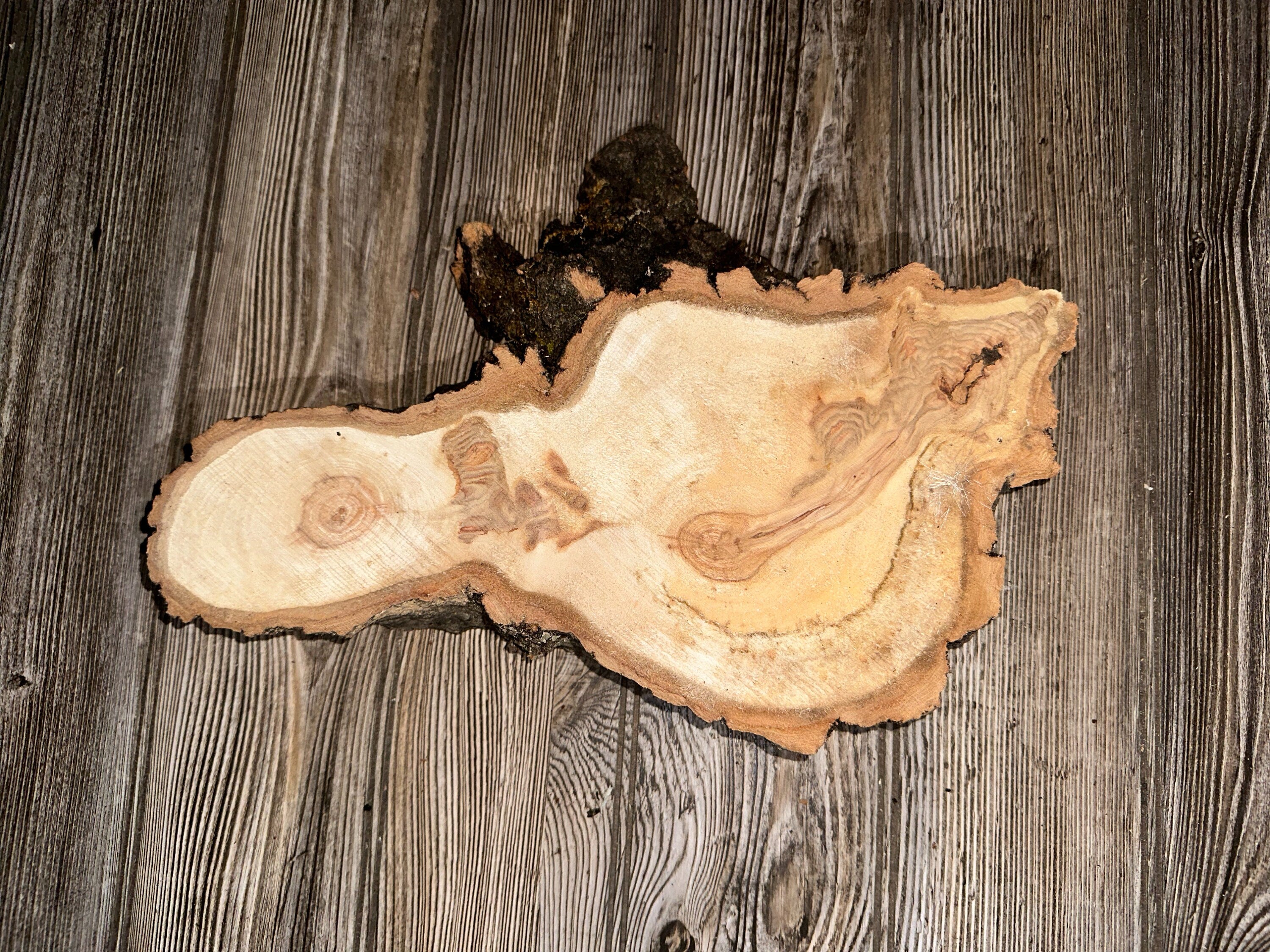 Unique Aspen Burl Slice, Approximately 14 Inches Long by 10 Inches Wide and 2 Inches Thick