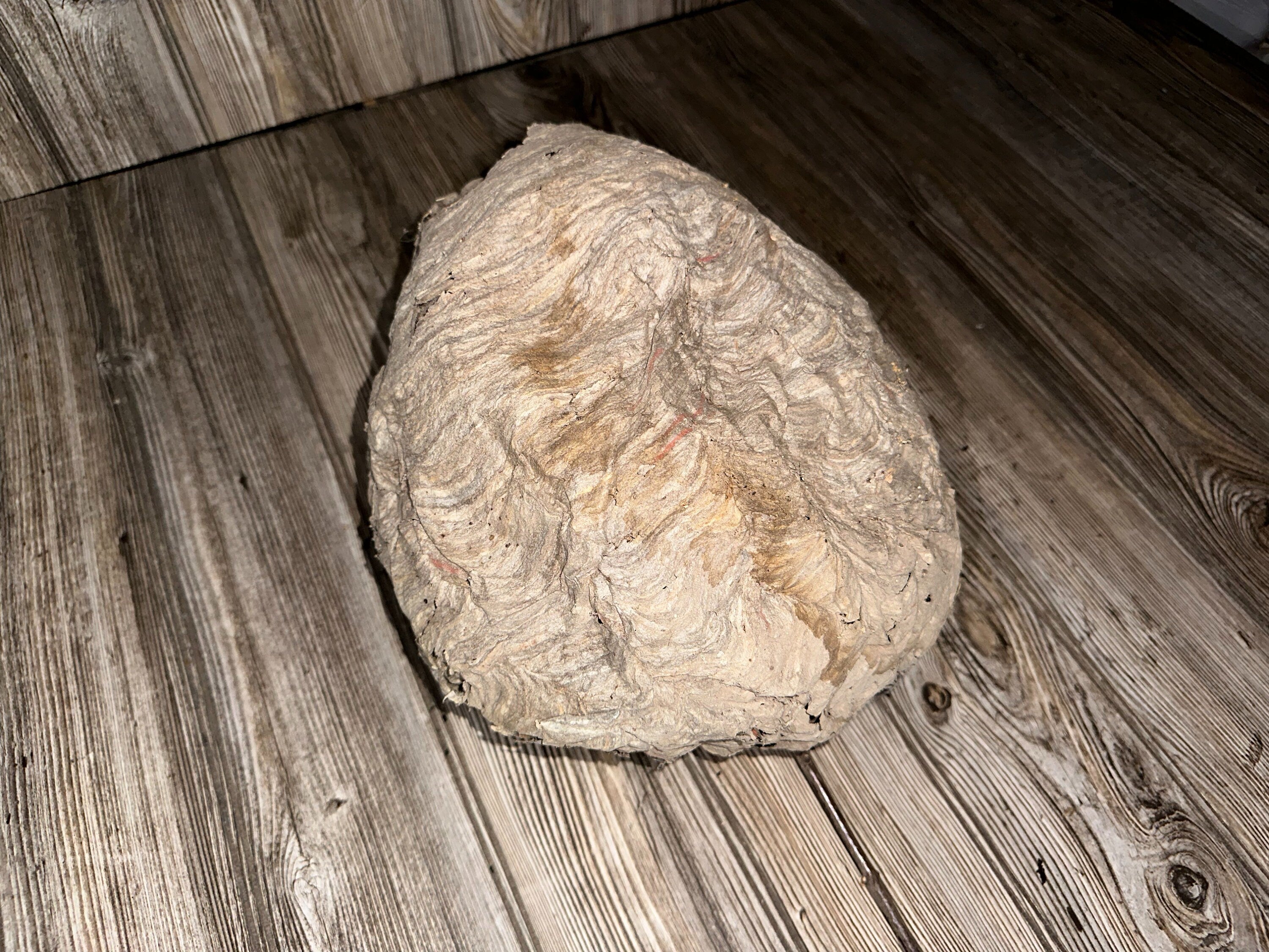 Paper Wasp Nest, Bee Hive with Branches, Approximately 12 Inches Tall by 10 Inches Wide and 8 Inches High