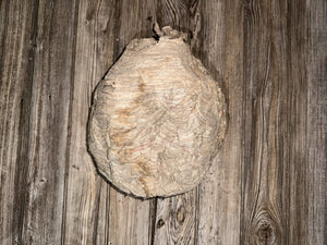 Paper Wasp Nest, Bee Hive with Branches, Approximately 12 Inches Tall by 10 Inches Wide and 8 Inches High