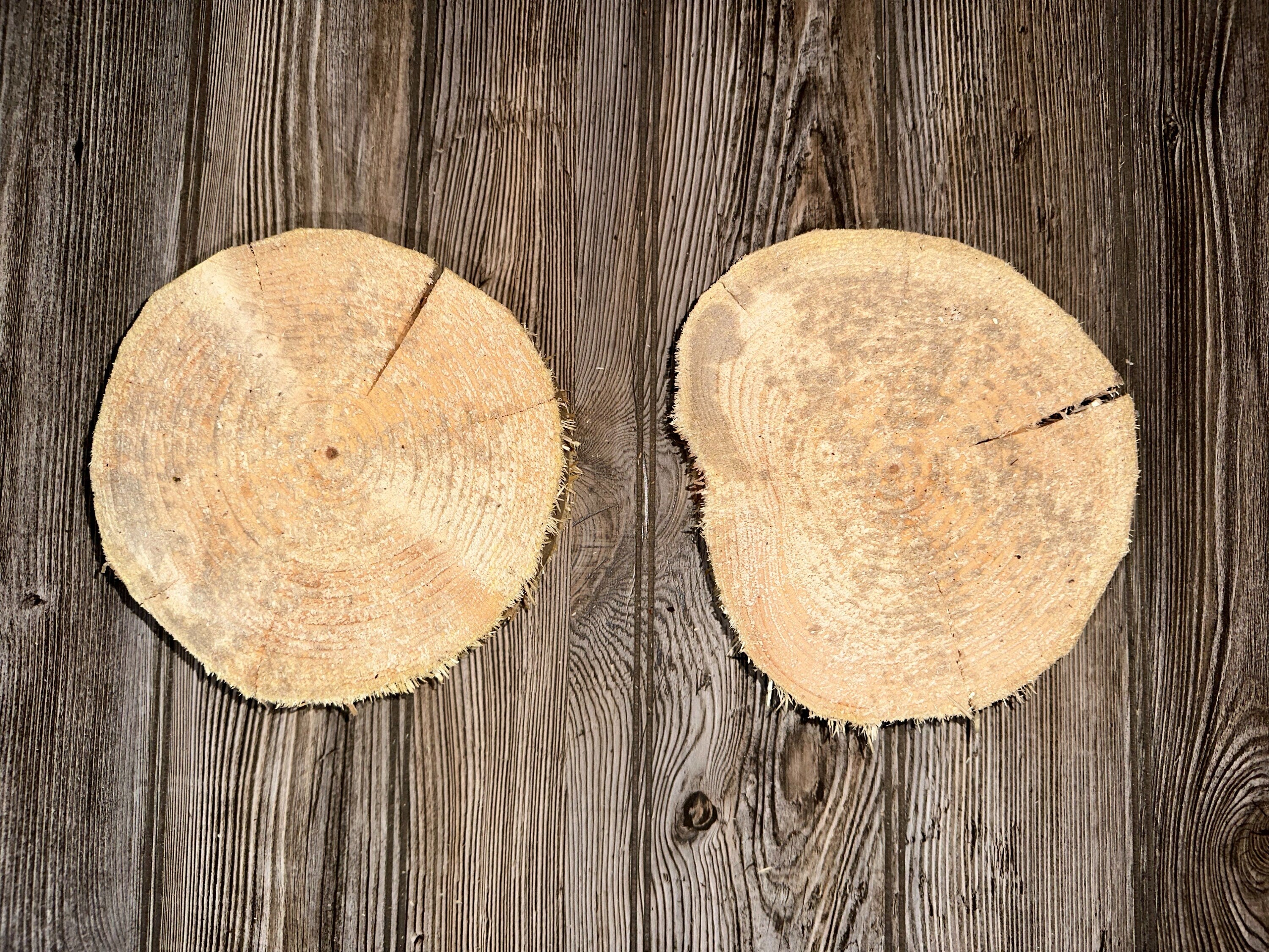 Pine Tree Slices, Two Pine Slices, Approximately 7 Inches Long by 6-6.5 Inches Wide and 2 Inches Tall