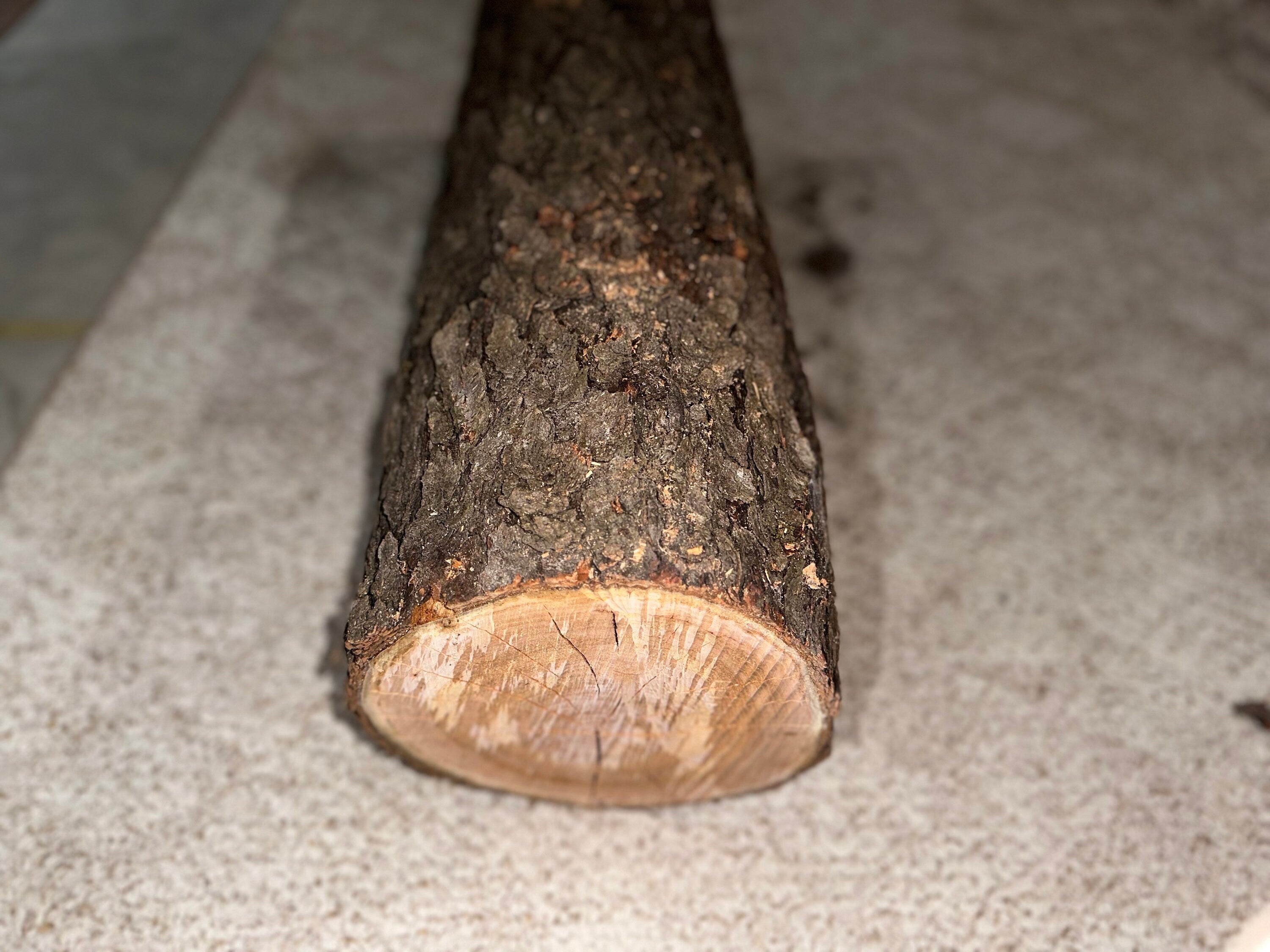 Cherry Log, 28 Inches Long by Approximately 9.5 Inches Wide and 8.5 Inches Tall, Black Cherry, American Cherry, Prunus Serotina