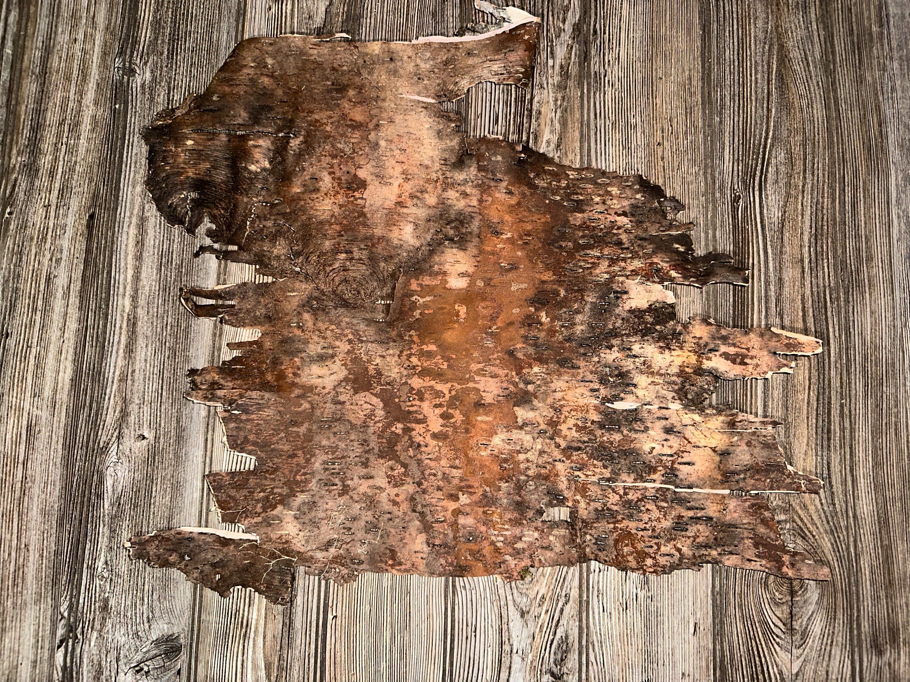 White Birch Bark, Paper Birch, Approximately 21 Inches Long by 18 Inches Wide