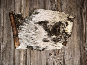 White Birch Bark, Paper Birch, Approximately 16 Inches Long by 10 Inches Wide