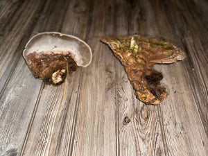 Two Polypores, Conks, From 7-10.5 Inches Long by 7.5-9 Inches Wide and 1-2 Inches Tall