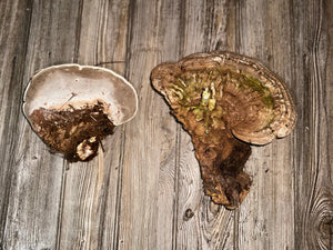 Two Polypores, Conks, From 7-10.5 Inches Long by 7.5-9 Inches Wide and 1-2 Inches Tall