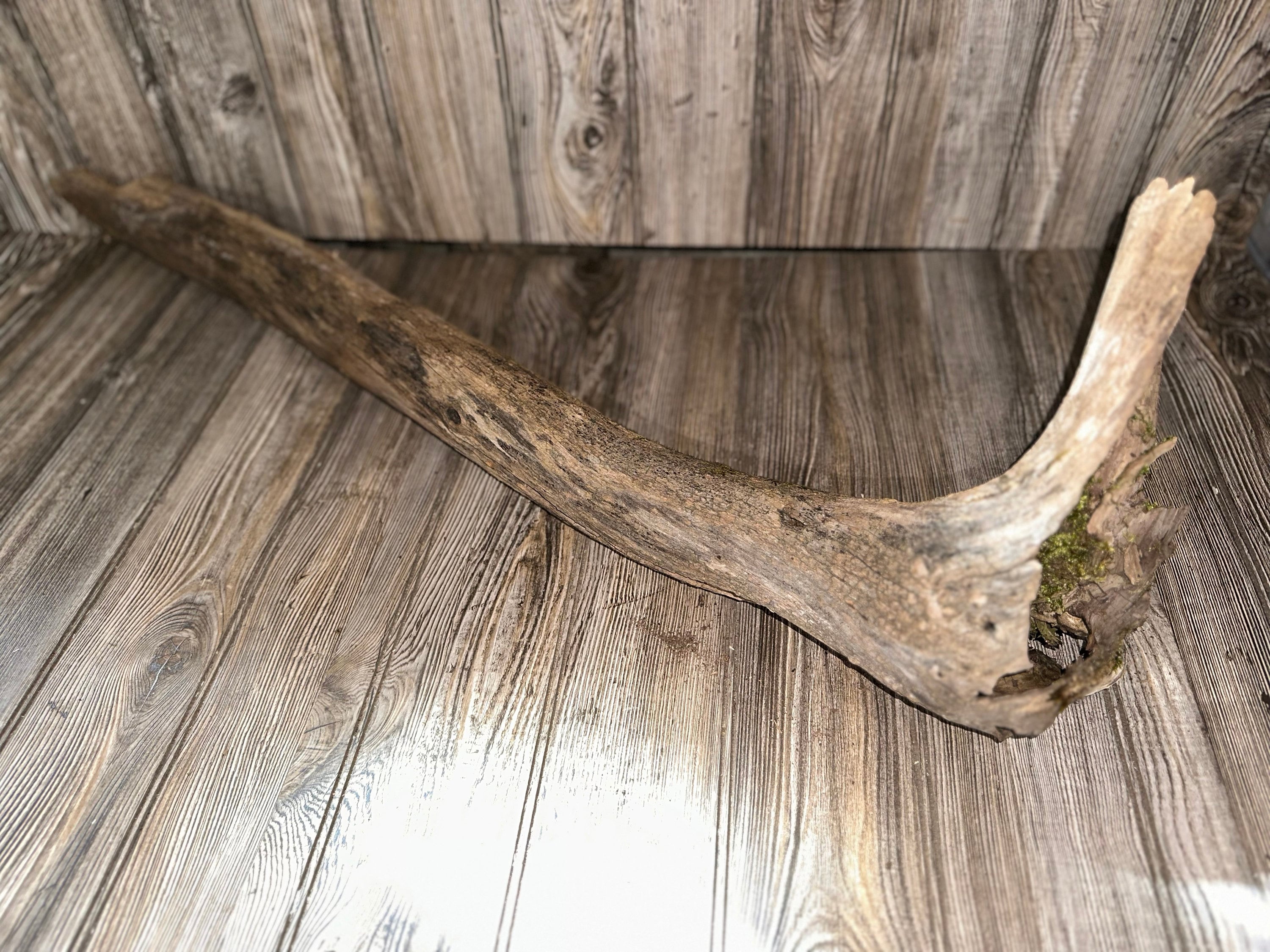 River Driftwood, Hollow Log, Tree Limb, Branch End, Approximately 35 Inches Long by 10 Inches Wide and 5.5 Inches Tall