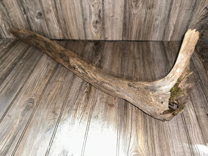 River Driftwood, Hollow Log, Tree Limb, Branch End, Approximately 35 Inches Long by 10 Inches Wide and 5.5 Inches Tall