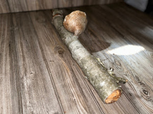 White Birch Log With Natural Mushroom/Fungus, Approximately 18 Inches Long by 3.5 Inches Diameter