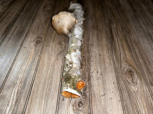 White Birch Log With Natural Mushroom/Fungus, Approximately 18 Inches Long by 3.5 Inches Diameter