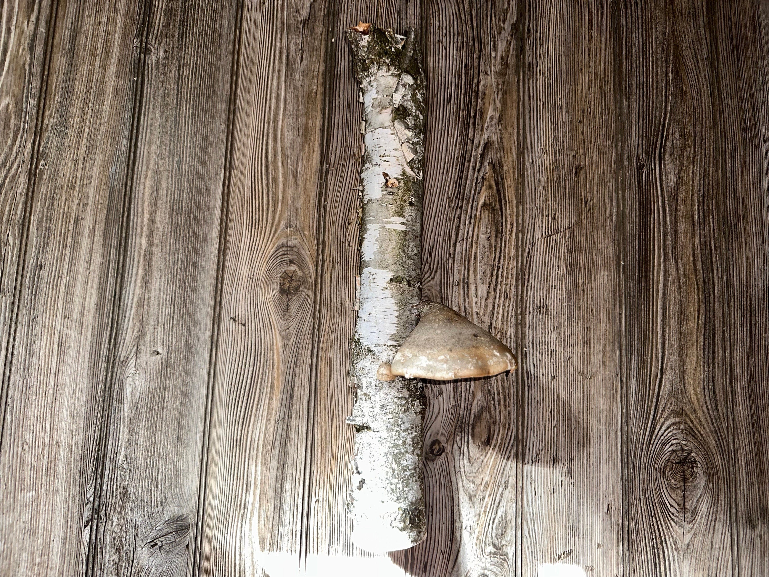 White Birch Log With Natural Mushroom/Fungus, Approximately 18 Inches Long by 3.5 Inches Diameter