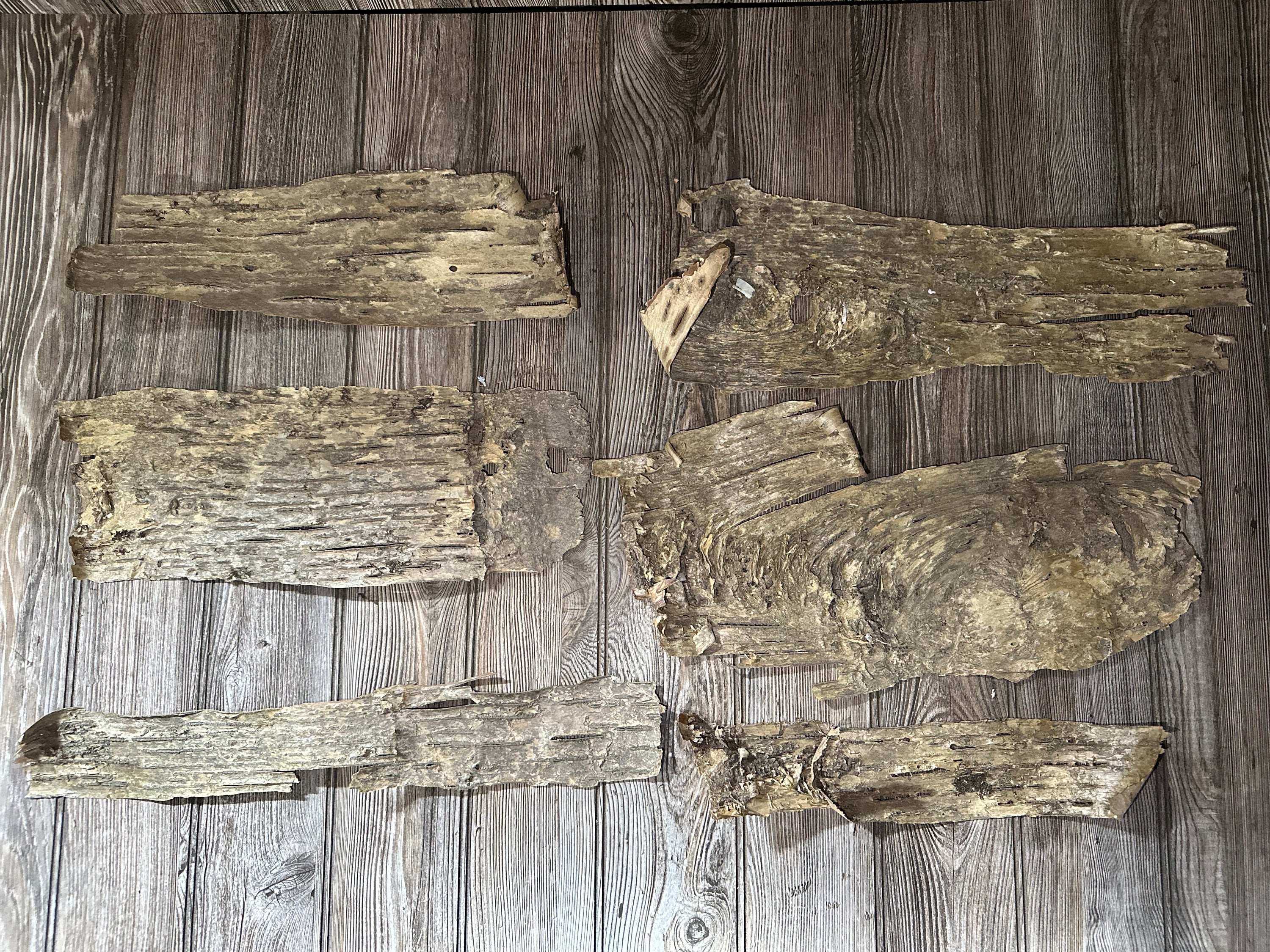 Yellow Birch Bark Sheets, 6 Count, Approximately 14-19 Inches Long by 3-9 Inches Wide