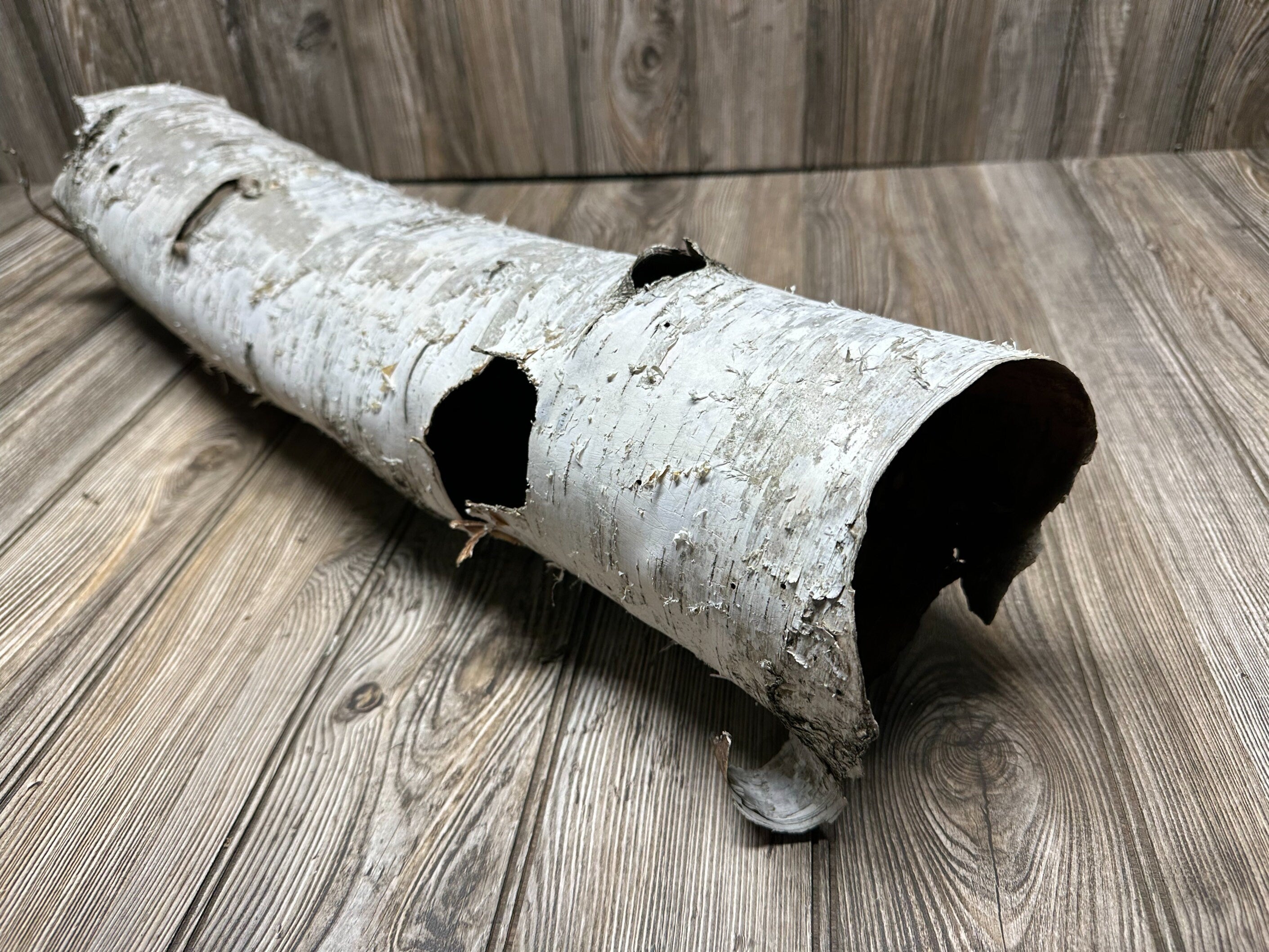 White Birch Tube, Firm and Hollow, Approximately 26 Inches long and About 6 Inches Wide and 5 Inches Tall