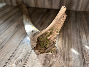 River Driftwood, Hollow Log, Tree Limb, Branch End, Approximately 35 Inches Long by 10 Inches Wide and 5.5 Inches Tall