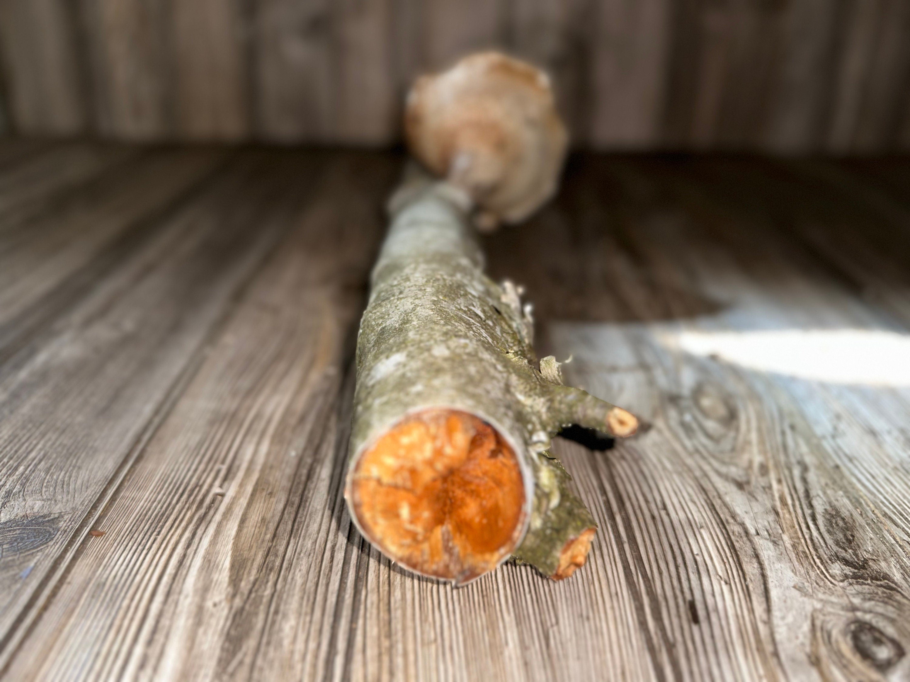 White Birch Log With Natural Mushroom/Fungus, Approximately 18 Inches Long by 3.5 Inches Diameter