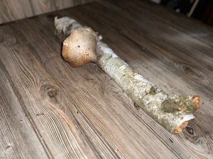 White Birch Log With Natural Mushroom/Fungus, Approximately 18 Inches Long by 3.5 Inches Diameter