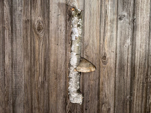 White Birch Log With Natural Mushroom/Fungus, Approximately 18 Inches Long by 3.5 Inches Diameter