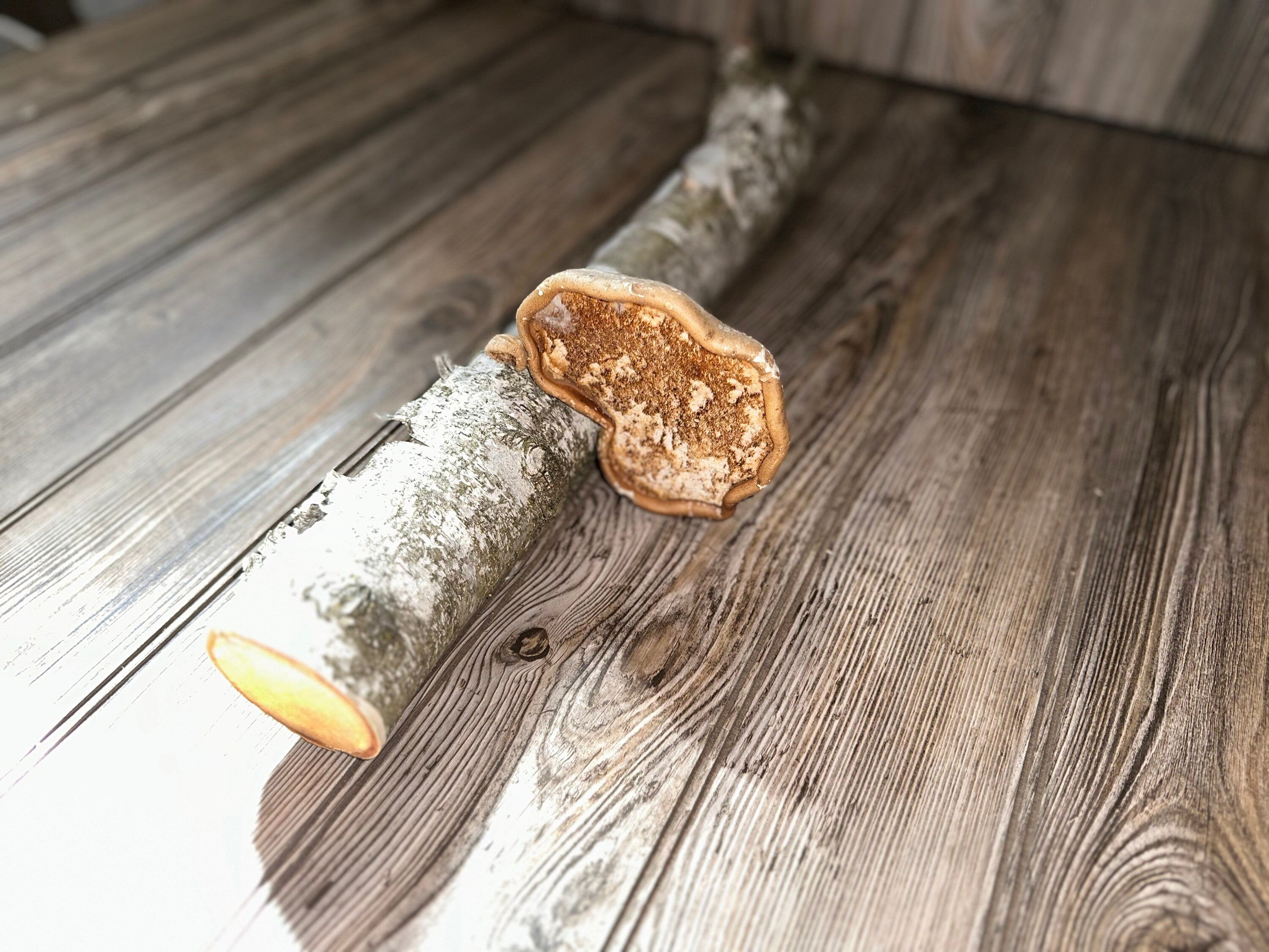 White Birch Log With Natural Mushroom/Fungus, Approximately 18 Inches Long by 3.5 Inches Diameter