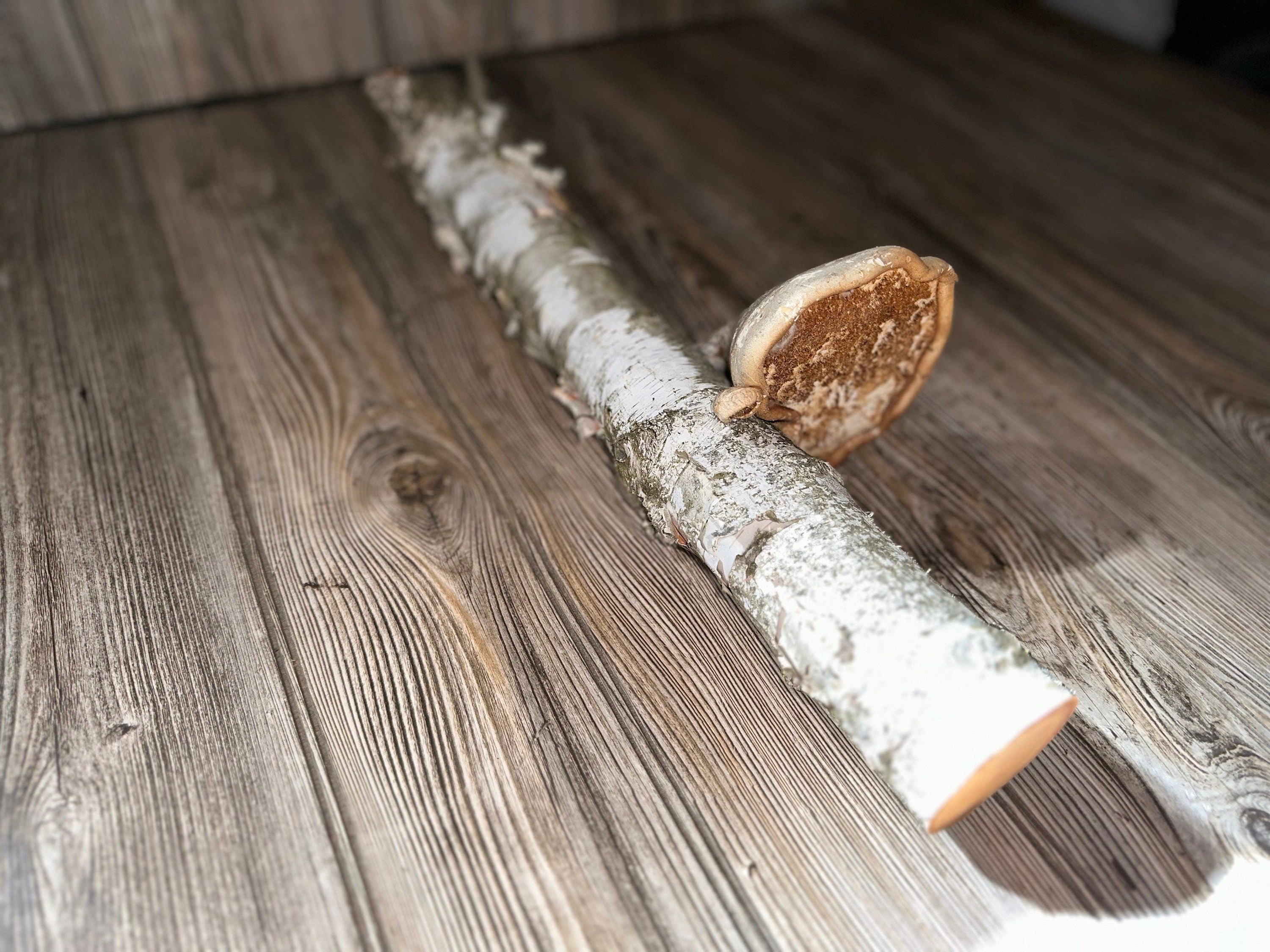 White Birch Log With Natural Mushroom/Fungus, Approximately 18 Inches Long by 3.5 Inches Diameter